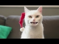 Understanding the Joy of Jingle Bells