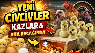 Çiftlikte Büyük Gün!/Kuluçkadan Çıktılar! Çiftlikte Hayat Başladı.#çiftlikhayatı #yenidoğancivcivler