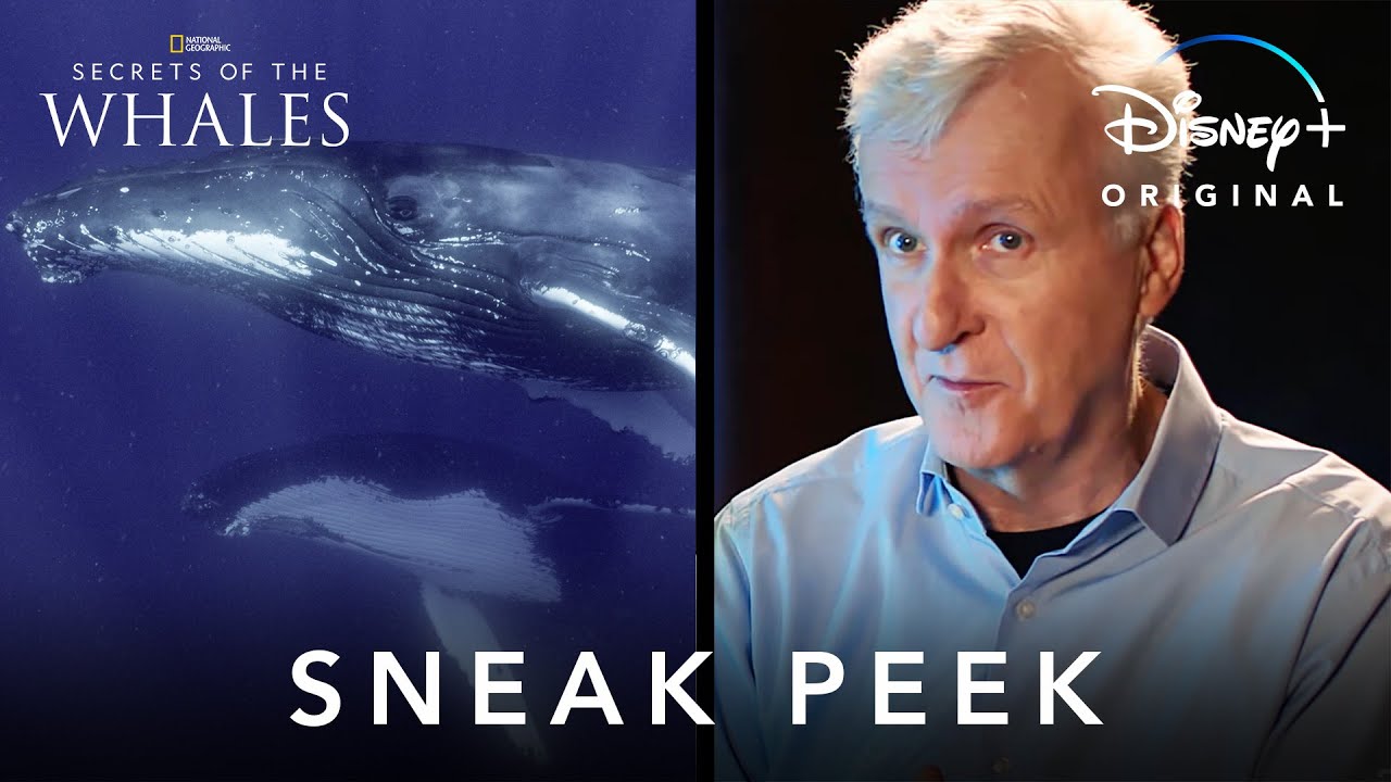 Secrets of the Whales Trailerin pikkukuva