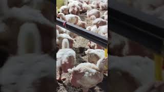 Ayam Herba Daging Kuning Untuk D jual