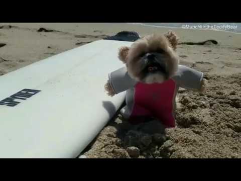 Munchkin tries surfing