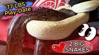 2 BIG SNAKES (77 LBS / Play-Date)