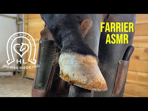 Farrier- Dirty Hoof Restoration-Satisfying