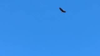 Bald eagle flying thru (19) 2026 