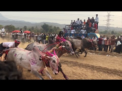 बोहोनोली बिनजोड च्या प्रेक्षणीय शर्यती | तुफान वेगवान शर्यत | Maharashtra Bailgada Sharyat