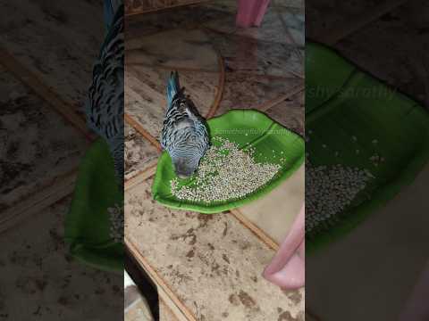 காக்கா கடித்த love Bird ?? | budgies