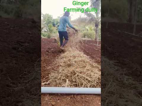 #farming #love agriculture #forming life 🧬✅🌱#ginger farming duity #