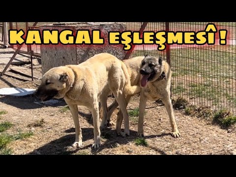 KURTÇU KANGALLARIN ÇİFTLEŞMESİ