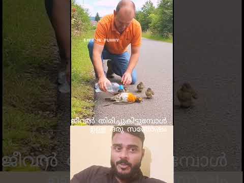 റോഡിൽ ജീവൻ പിടഞ്ഞു കിടക്കുമ്പോൾ| ❤️👍😁😄 #shorts #viral #trending #video #viralvideo