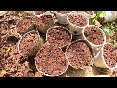 Cách xử lý đất thịt để ươm hạt giống tỷ lệ nảy mầm cao.