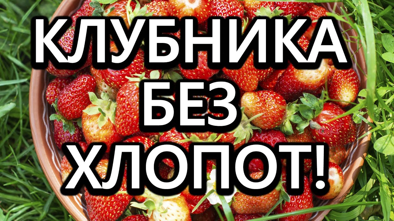 Посадка клубники осенью! Раз посадил и только успевай собирать урожай. Клубника без хлопот