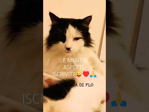 Chèz Ibis: Le Coiffeur Des Étoilles #shorts #funnyvideo #coiffure #fashion