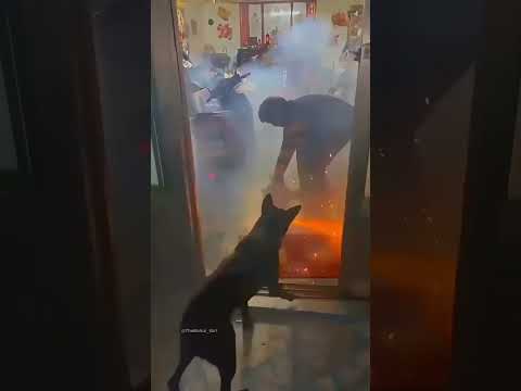 Happy Diwali 🎇.  #diwali #happydiwali #dogesh #dog #meme #funny #reels #comedy #viralvideos #movies