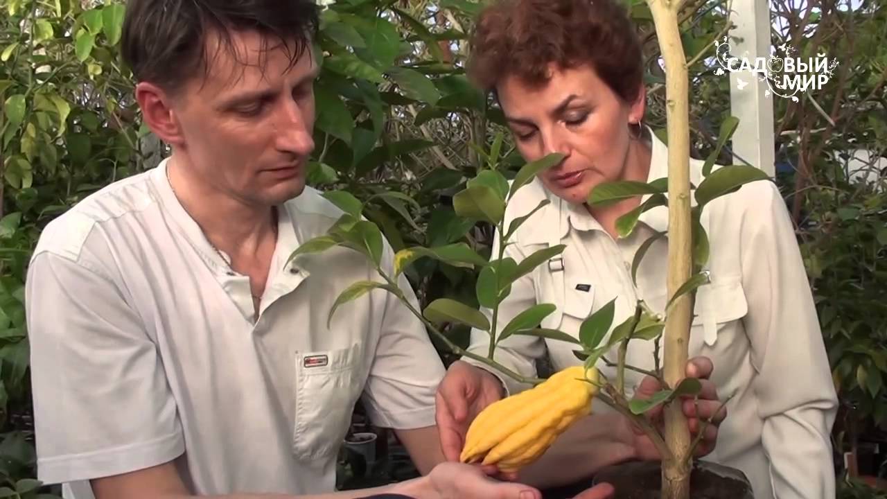 Цитрусовые растения дома Цитрон Рука Будды