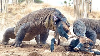 Komodo Have Difficulty Breathing When Swallowing Their Prey.