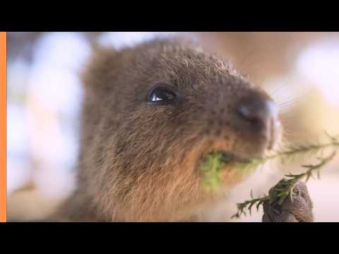 YouTube video thumbnail: All About Kangaroos & Quokkas