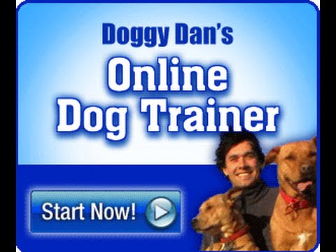 doggy dan torrent