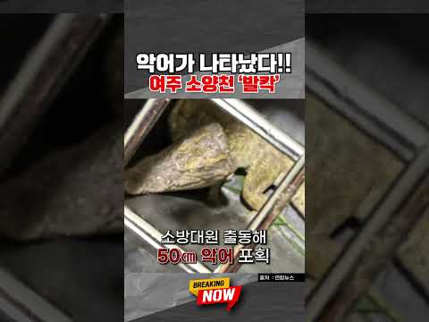 "악어가 나타났다!"…경기 여주 소양천서 악어 포획 #shorts