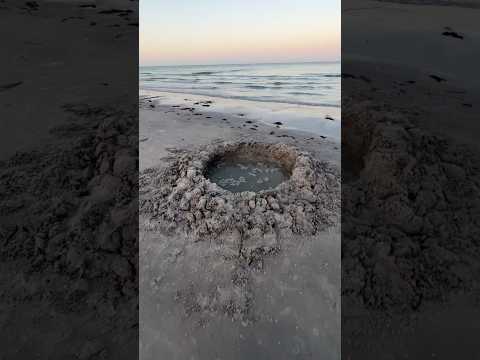 PROTECT OUR SEA TURTLES 🐢 #seaturtles #conservation #beach #sandcastle #plasticpollution
