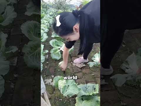 Cabbages in the Cracks  A Green Thumb‘s Surprising Gardening Hack