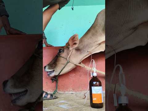 intravenous infusion of calcium borogluconate in jugular vein in no time by Mathur Mondal