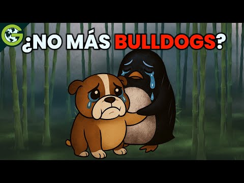 ¿Deberíamos dejar de CRIAR al BULLDOG Inglés? 🐶