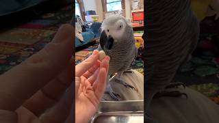 POV The Birds Demand Snacks 🦖