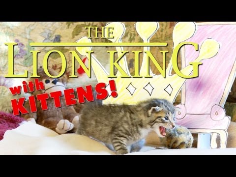 This Lion King Reenactment With Real Live Kittens Is Purrrrfect! Overdose On Cuteness HERE!