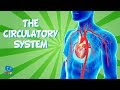 Circulatory System Concepts and Functions