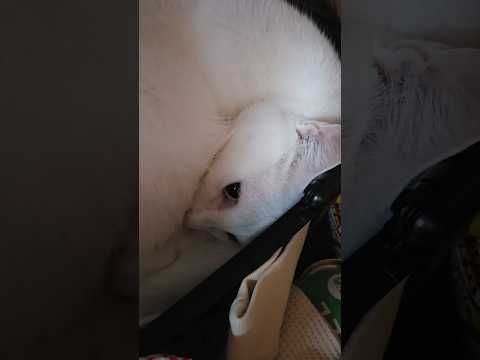 今のシロ。 #猫のいる暮らし #猫 #保護猫