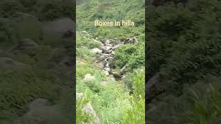 best naat /green hills /honey bees