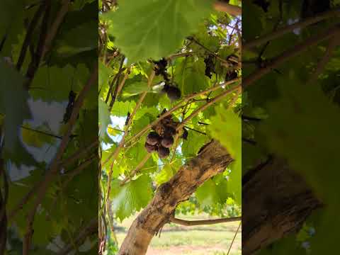 #grapes#apple#trees#u pick apples#sunday# apple picking # kids like#picking#