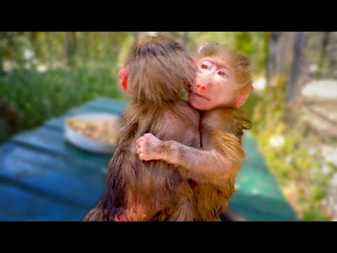 Влад ВЕСЬ НА НЕРВАХ! Мы первый раз оставили Степу и Маню ОДНИХ в ВОЛЬЕРЕ!