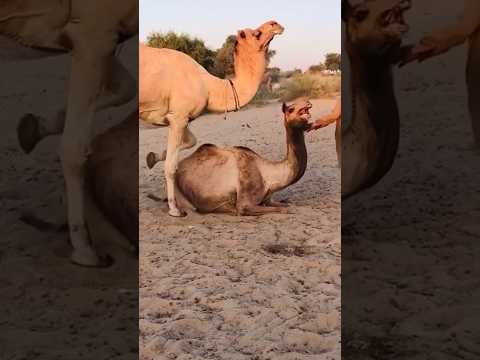 Camel love time #shortsviral #camel #camelshorts
