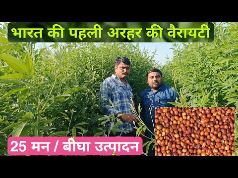 भारत की पहली लाल अरहर की वैरायटी Red Pigeon Pea Farming - Agritech Guruji