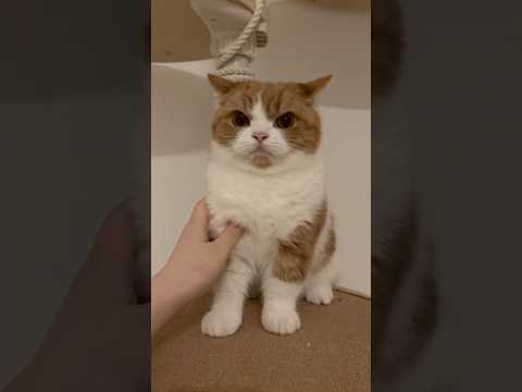 이거 고양이 맞아요? #화난고양이 #고양이 #cat