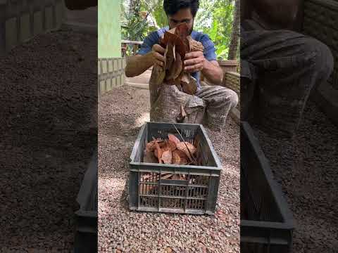 വീട്ടിൽ ഇനി എന്നും ഇലക്കറികൾ,, Leafy greens can always be made at home,,#shorts