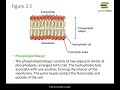 Cell Biology Concepts and Processes