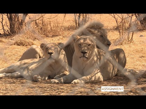 Inside South Africa's Lion farming industry. On Assignment | ITV News
