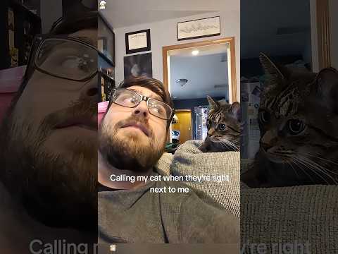 Calling my cat when they’re right next to me #haha #funny #funnypet #funnyvideo #cat #catvideos