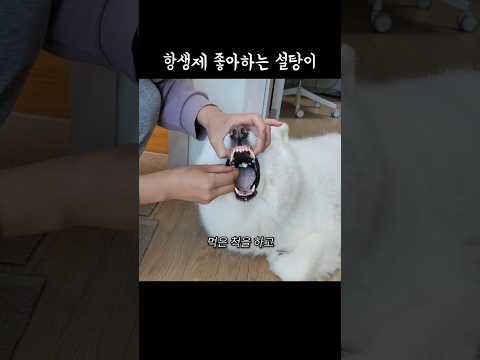 항생제 좋아하는 설탕이