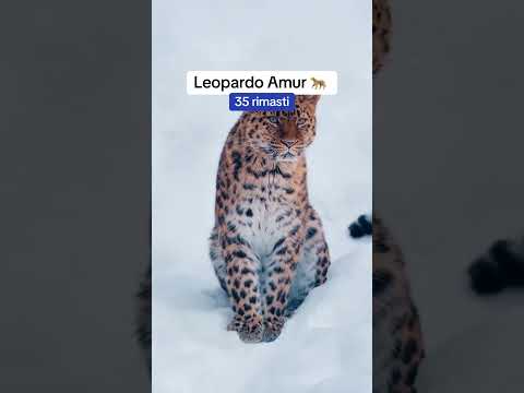 ANIMALI CHE I TUOI FIGLI NON VEDRANNO!! #curiosità #curiositachenonsapevi
