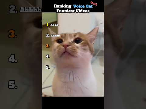 Ranking Voice Cat Funniest Videos Part. 2