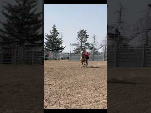 I abuse myself😔 #blowup #horse #horsefails #falling #rodeolife #goathorse #rodeohorse #fyp #rodeos