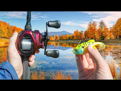 Hunting Pond MONSTERS With My FAVORITE Lures (Feeding Frenzy)