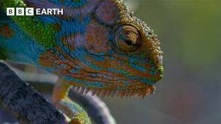 Thumbnail for the video "The Surprising Way This Chameleon Gives Birth | Life in Cold Blood | BBC Earth Science" from BBC Earth Science