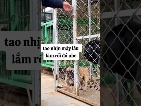 Cười 😂😂 với fun dogs