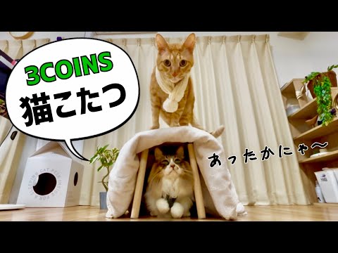 【冬支度】コタツをプレゼント！3COINSで冬の猫グッズを購入！元野良猫まるとら&ぽこまる