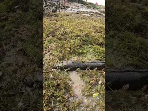 মাঠের উপর শোল মাছ #shaon #fishing #ayan_khan_pabel #fish #youtube #bangladesh