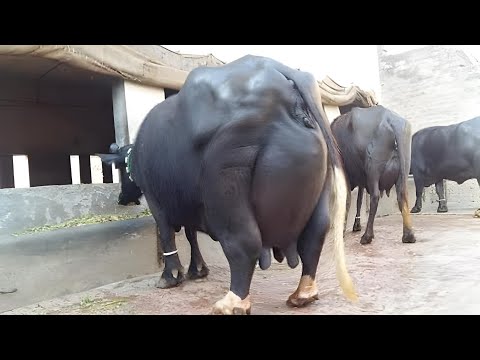 World Highest Milking Nili Ravi Buffaloes of Jutt Dairy and Cattle Farm Part2 #buffalo #cow #farming
